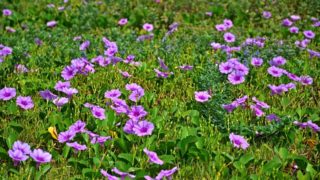 育つ環境はやっぱり大事。植物であれ、人間であれ