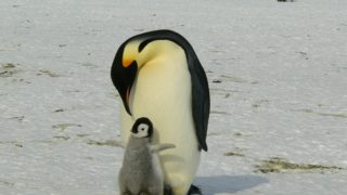 母親は子どもに去られるためにそこにいなければならない