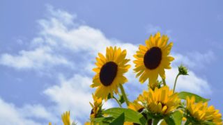 夏休み明けの、学校復帰にこだわらない！